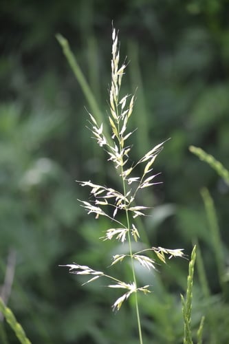 Arrhenatherum elatius subsp. bulbosum