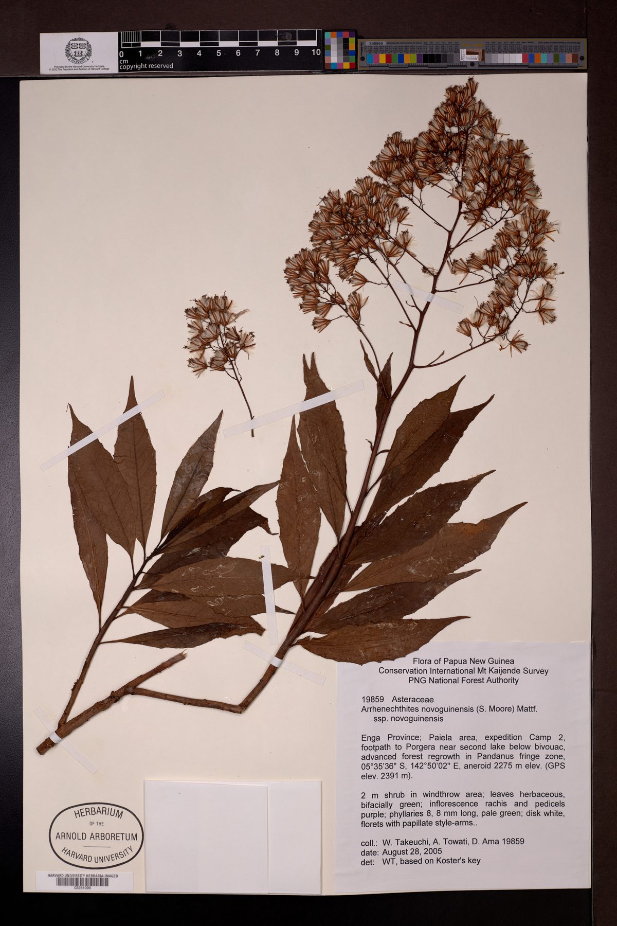 Arrhenechthites novoguineensis — photo