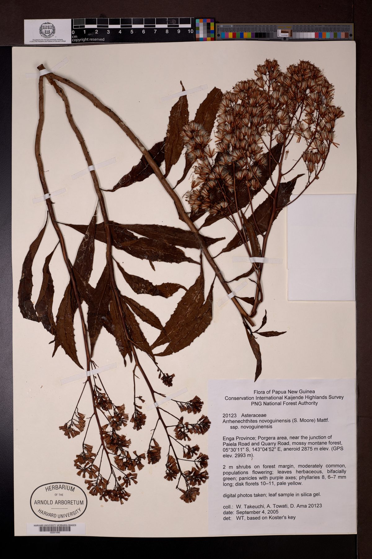 Arrhenechthites novoguineensis — photo