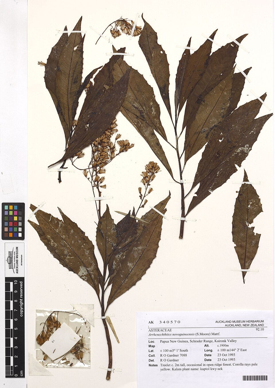 Arrhenechthites novoguineensis