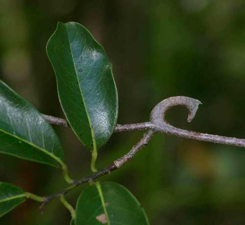 Artabotrys brachypetalus (Purple hook-berry) — photo