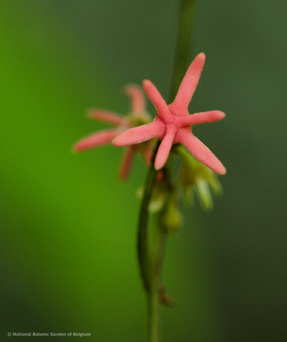 Artabotrys likimensis — photo