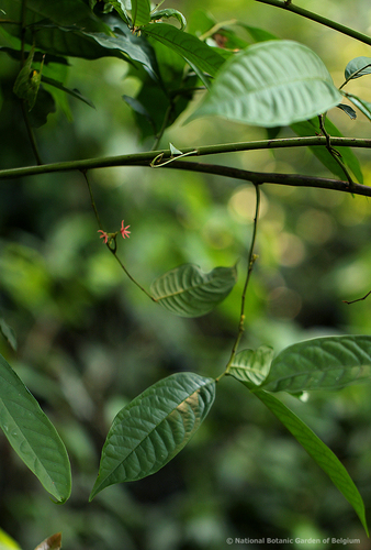 Artabotrys likimensis