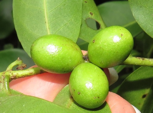 Artabotrys monteiroae (Hook-berry bush) — photo