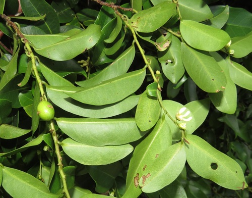 Artabotrys monteiroae (Hook-berry bush) — photo