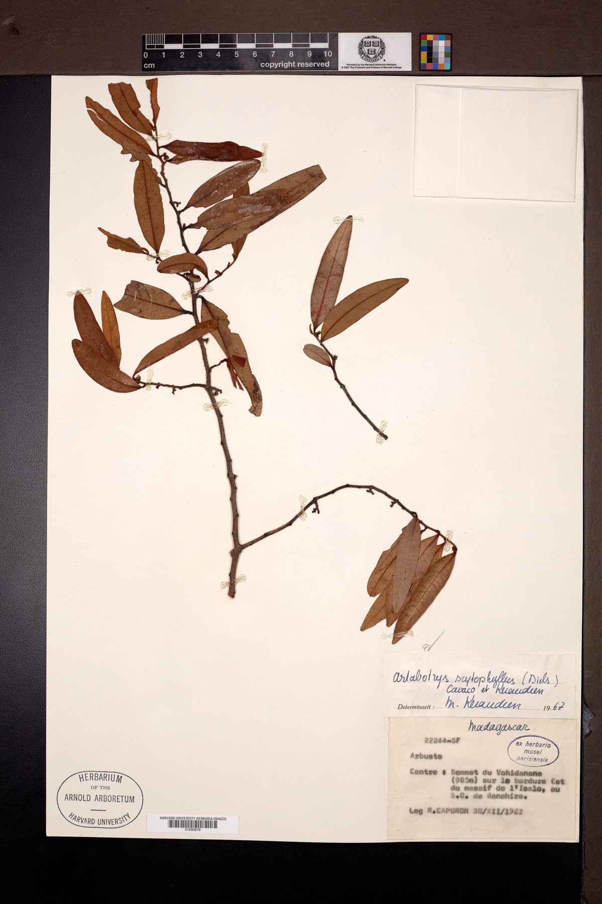 Artabotrys scytophyllus (Tail grape) — photo