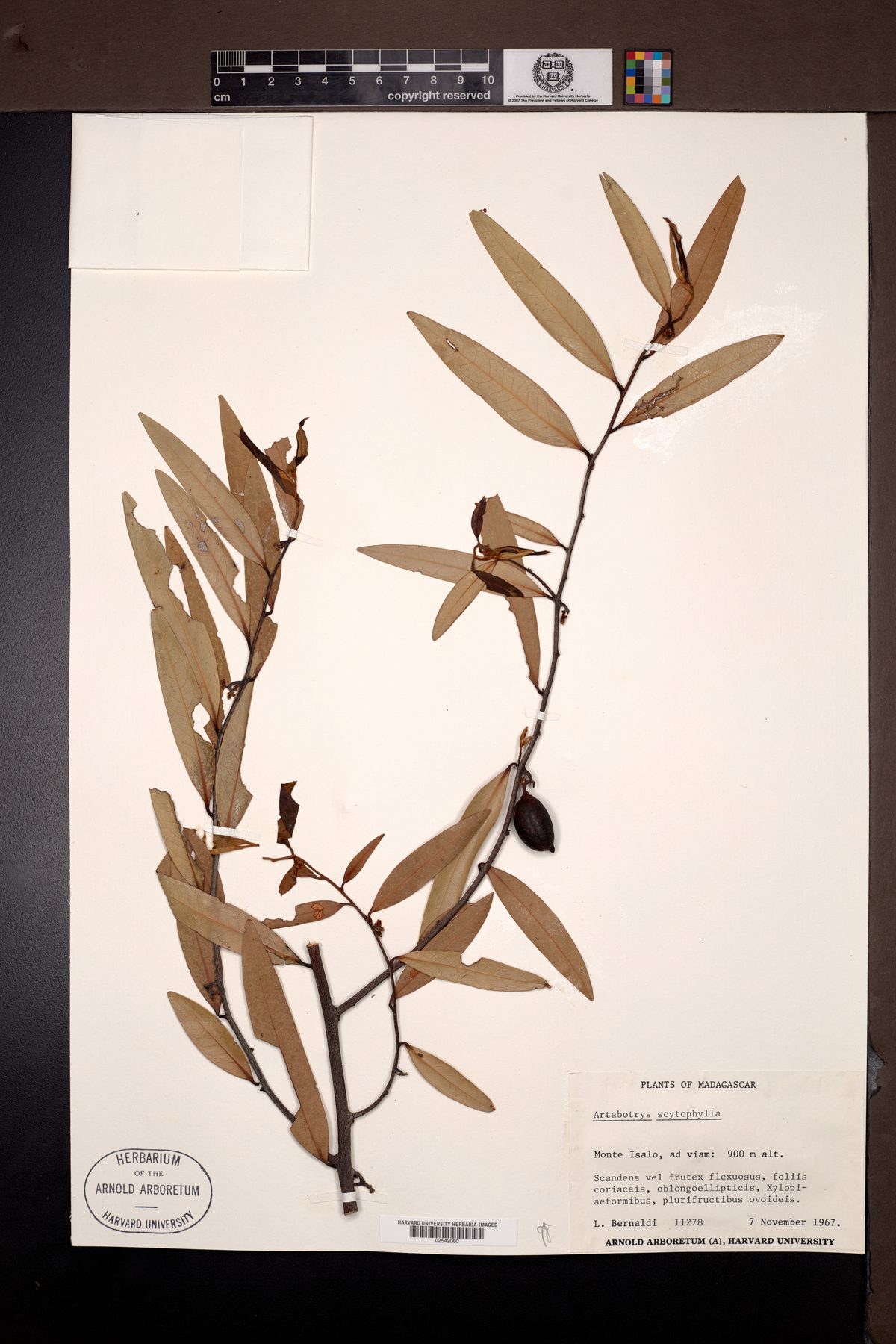 Artabotrys scytophyllus