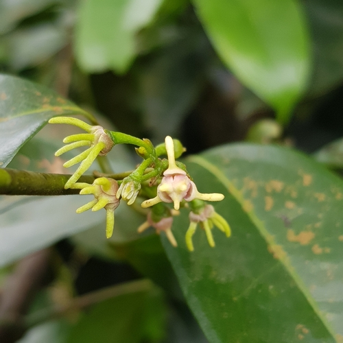 Artabotrys suaveolens — photo