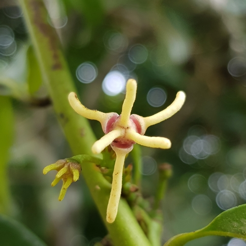 Artabotrys suaveolens — photo