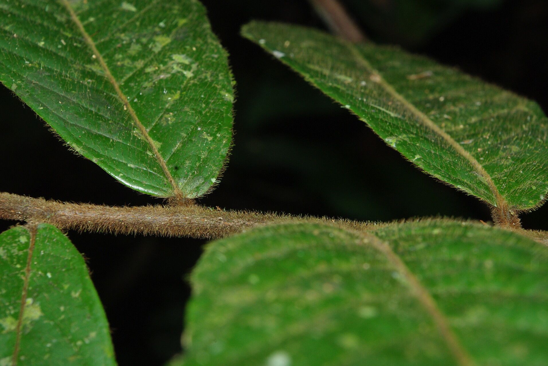 Artabotrys thomsonii — photo