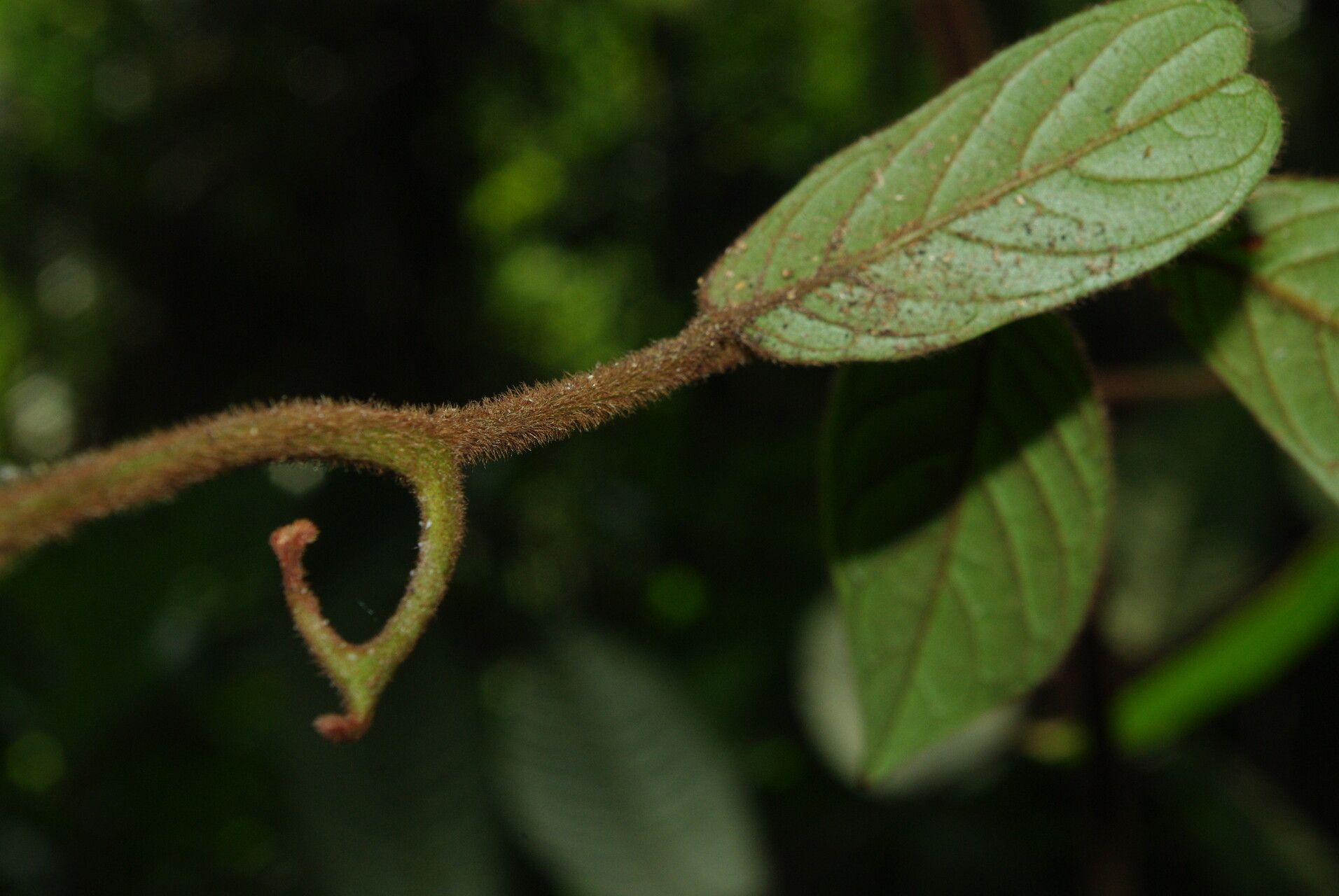 Artabotrys thomsonii — photo