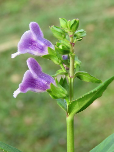 Artanema longifolium (Subihere) — photo