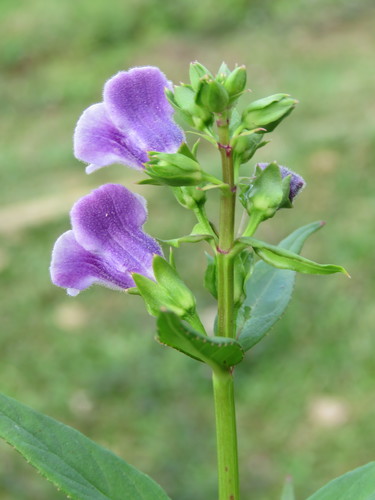 Artanema longifolium (Subihere) — photo