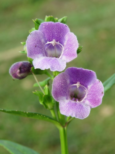 Linderniaceae