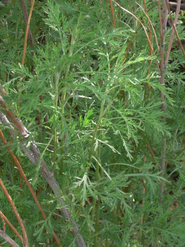 Artemisia abrotanum (Southernwood) — photo