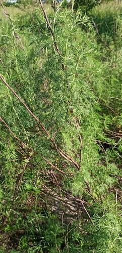 Artemisia abrotanum (Southernwood) — photo