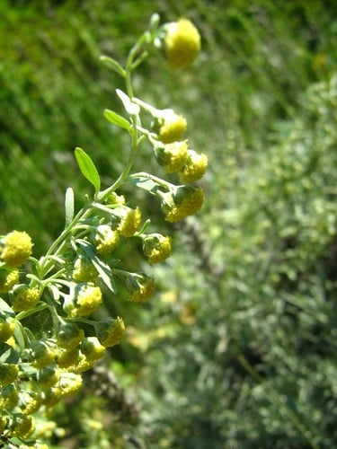 Artemisia absinthium (Wormwood) — photo