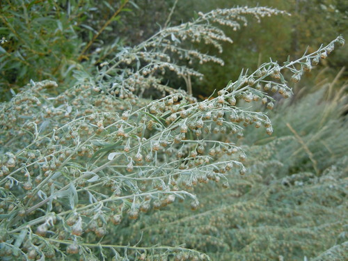 Artemisia absinthium (Wormwood) — photo
