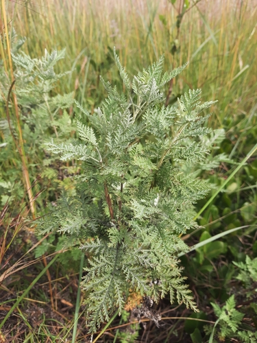 Artemisia afra (African wormwood) — photo