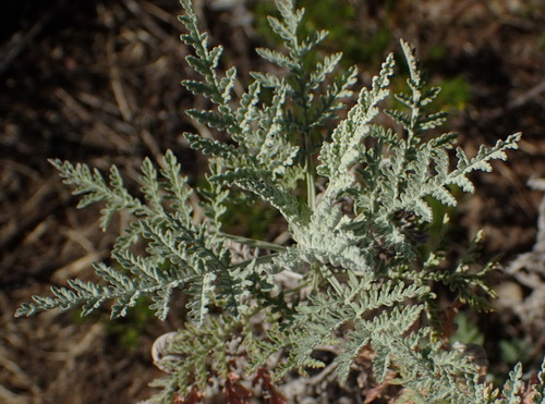 Artemisia afra (African wormwood) — photo