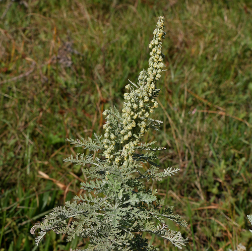 Artemisia afra