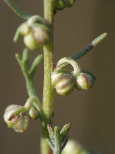 Artemisia alba (Camphor absinthe) — photo