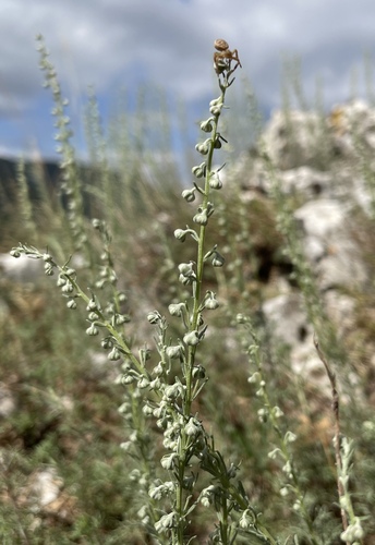 Artemisia alba (Camphor absinthe) — photo