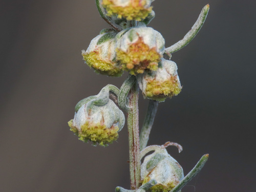 Artemisia alba