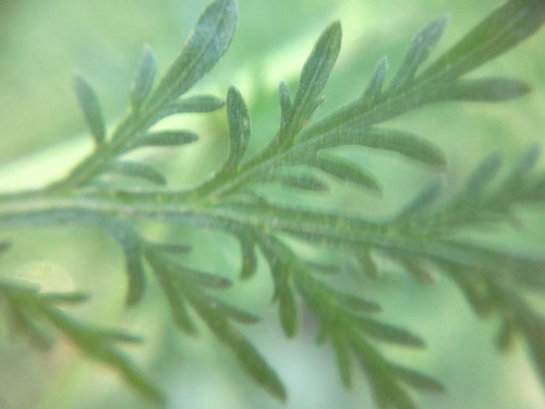Artemisia annua (Sweet wormwood) — photo