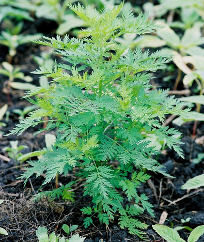 Artemisia annua (Sweet wormwood) — photo