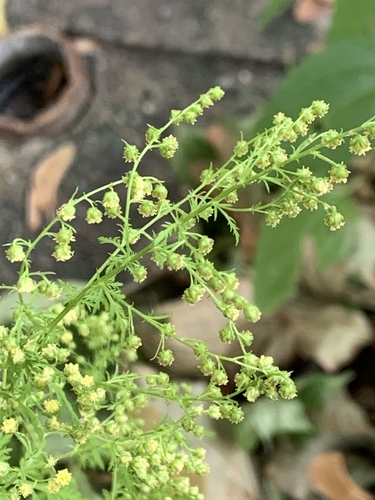 Artemisia annua