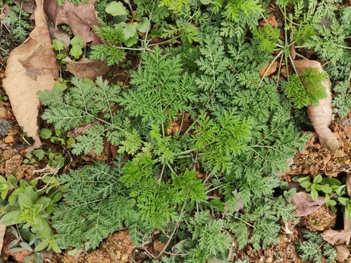Artemisia apiacea — photo
