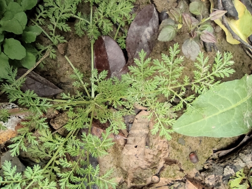 Artemisia apiacea