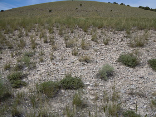 Artemisia arbuscula (Low sagebrush) — photo