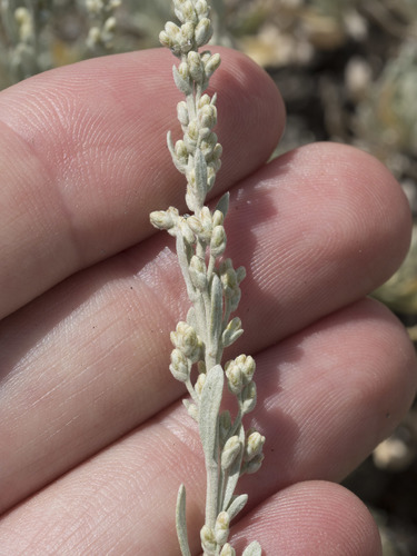 Artemisia arbuscula (Low sagebrush) — photo