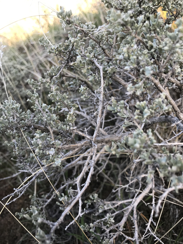 Artemisia arbuscula