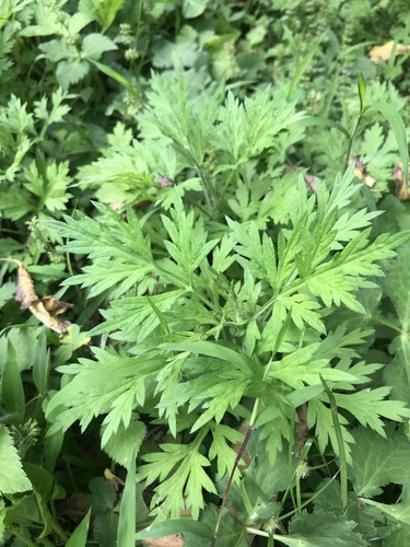 Artemisia argyi (Seomae mugwort) — photo