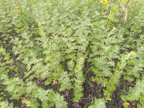 Artemisia argyi (Seomae mugwort) — photo