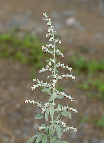 Artemisia argyi