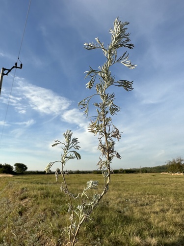 Artemisia austriaca — photo