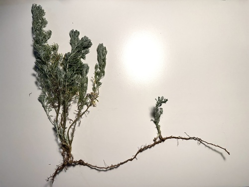 Artemisia austriaca — photo