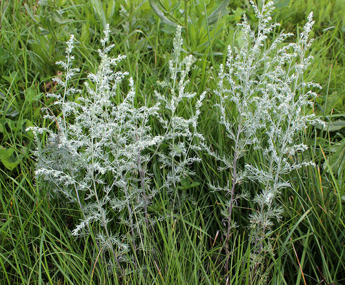 Artemisia austriaca