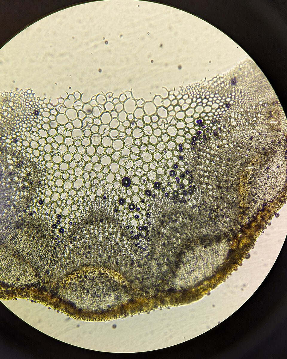 Artemisia balchanorum