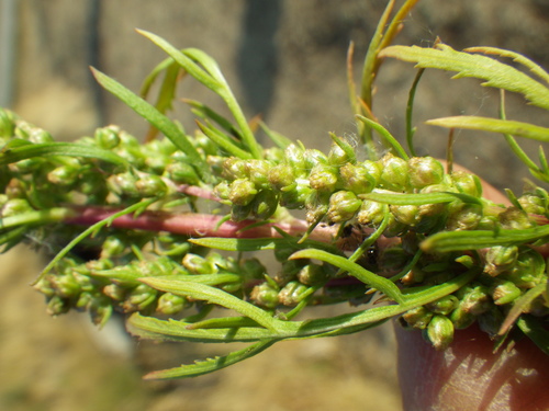 Artemisia biennis (Biennial wormwood) — photo