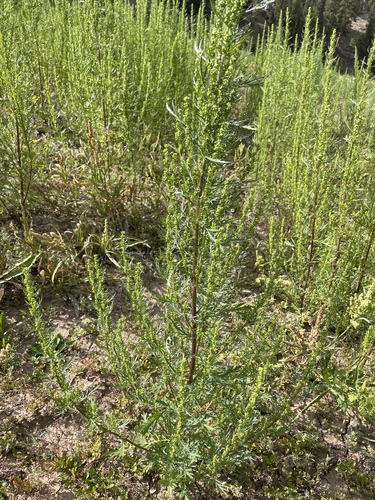 Artemisia biennis (Biennial wormwood) — photo