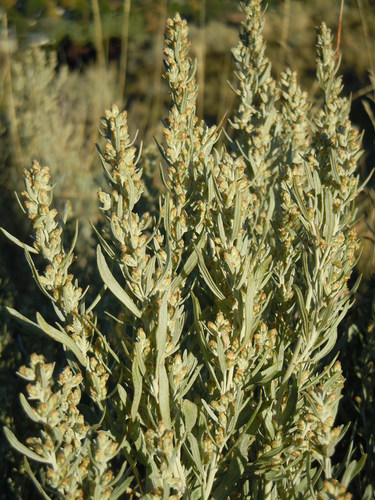 Artemisia cana (Silver sagebrush) — photo