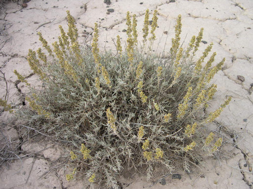 Artemisia cana (Silver sagebrush) — photo