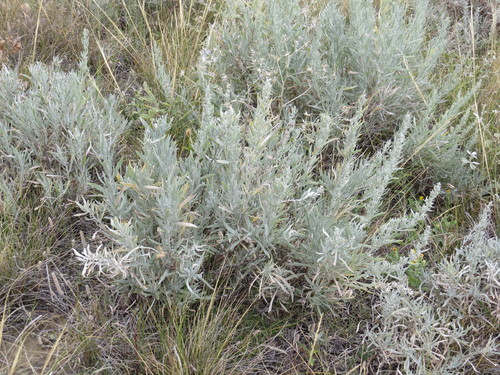 Artemisia cana