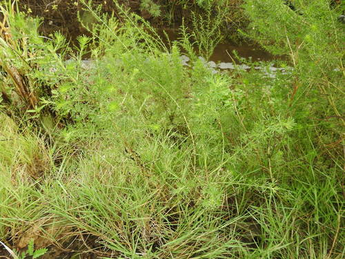 Artemisia capillaris (Fragrant wormwood) — photo