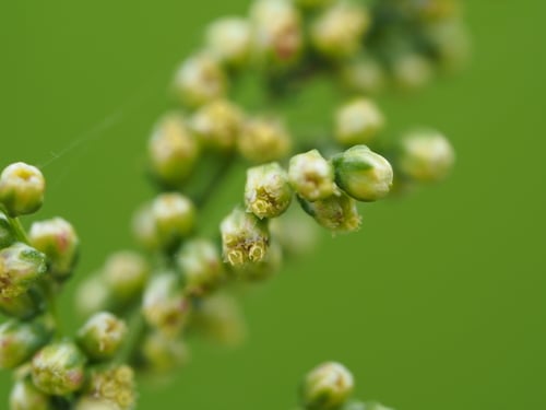 Artemisia capillaris